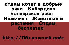 отдам котят в добрые руки - Кабардино-Балкарская респ., Нальчик г. Животные и растения » Отдам бесплатно   